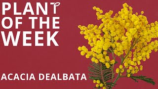 Plant of the Week  Acacia dealbata [upl. by Faber]