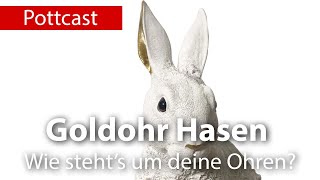 Goldohr Hasen  Wie steht es um deine Ohren [upl. by Goldenberg]