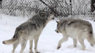 Gray Wolves Howling Parc Omega [upl. by Dent]