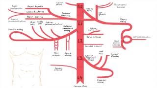 Abdominal Aorta Branches [upl. by Sande]