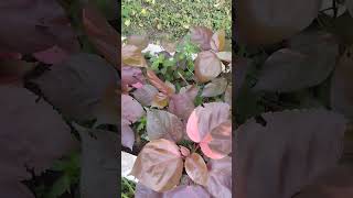 Acalypha Wilkesiana Plant 🥰🥰gardening nature garden decoration shorts [upl. by Pete859]