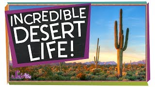 Amazing Ways to Live in the Desert [upl. by Nnayllehs]