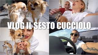 IL SESTO CUCCIOLO  VLOG Martedì 29 Maggio 2018 [upl. by Bradford]