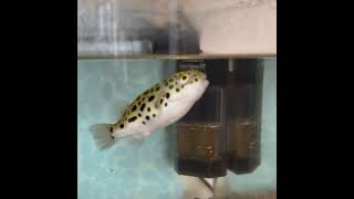 ミドリフグはおやつが食べたい Green spotted pufferfish that wants to eat a snack [upl. by Erbe]