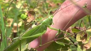 La grande Sauterelle verte Tettigonia viridissima [upl. by Friede]