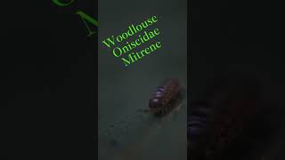 lingen nature insecten macro woodlouse [upl. by January626]