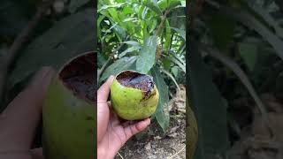 Sawo hitam blacksapote shorts [upl. by Oisinoid]