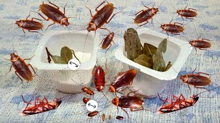 🦗COMO ELIMINAR DE UMA VEZ TODAS BARATAS🦗 RECEITA INFALÍVEL [upl. by Annetta]