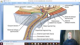 Anatomy Urogenital Module 14  Spermatic cord   by Wahdan [upl. by Vaientina517]