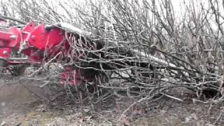 Wycinacz pędów porzeczek i aronii  pruning machine for black currant   ROCH  Weremczuk FMR [upl. by Bullock]