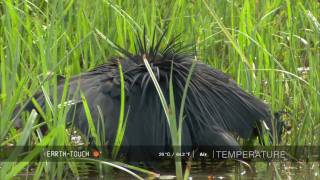 Natures clever hunter Egret uses umbrella trick [upl. by Annaiel]