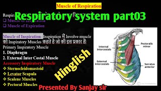 Respiratory system Part03 ll Pulmonary circulation ll Muscles of Respiration in Hinglish [upl. by Asennav]