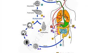 Entamoeba histolytica lecture [upl. by Ebaj]