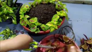 Creative Coleus Plant Ideas in a Pot Coleus Plant Care [upl. by Atteynod]