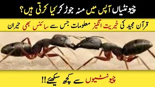 Story Of Ant And Prophet Suleiman As  How Do Ants Predict Rain  UrduHindi  Ahmed Voice [upl. by Rosenblum969]