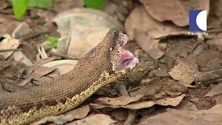 Sand Boa Snake  Common Indian Sand Boa Video  What Is Sand Boa   Kaumudy TV [upl. by Pattani]