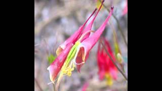 Plant portrait  Columbine Aquilegia canadensis [upl. by Jd294]