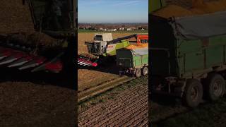 Claas LEXION 740 shorts farming harvesting [upl. by Gnet]