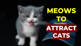 Kitten meows to ATTRACT CATS Make Your Cat Come to You [upl. by Funch83]