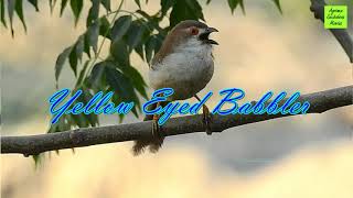 2024 YELLOW EYED BABBLER BY DR SURESH SACHDEVA [upl. by Parik434]