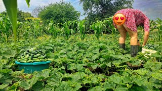 Farmers wife picking cucumbers in a short dress [upl. by Cod]