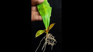 Propagate Rhodocactus grandifoliuscomposite viralvideoシ short graftingplant gardenidea shorts [upl. by Pallua]