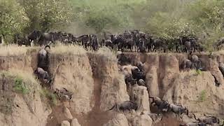 Great migration in Serengeti Tanzania [upl. by Ellie]