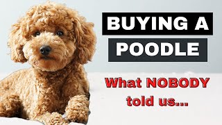 Buying A Miniature Poodle Turned out differently than expected [upl. by Leonardo]