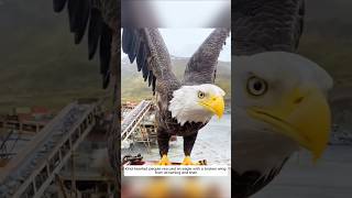 Kind people saved an eagle with a broken wing from drowning and then animalshorts eagle [upl. by Yared60]