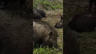 Life of Pigs in Nature A Fascinating Journey animal facts about pigs [upl. by Suiravat560]