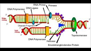 DNAReplikationTranskription und Translation [upl. by Jewell]