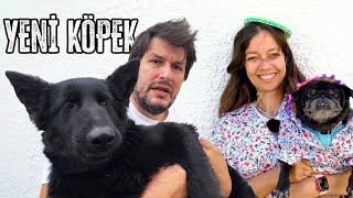 Yeni Köpeğimiz Değişik Joy [upl. by Natty40]