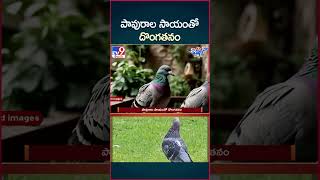 iSmart News  పావురాల సాయంతో దొంగతనం  Theft with the help of Pigeon  TV9 [upl. by Tice]