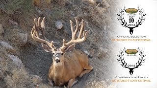 Monarchs  Mule Deer Short Film [upl. by Levitus]