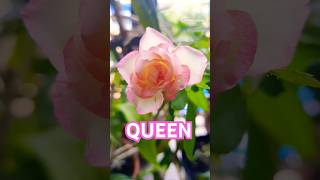 Rose budding 🌹 rose flower roseflower gardenflowerplants homegarden shortsvideo update [upl. by Ayekehs]