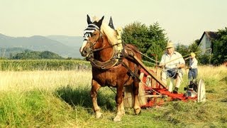 Historische HeuErnte 2012 in AchernFautenbach [upl. by Nauqas]