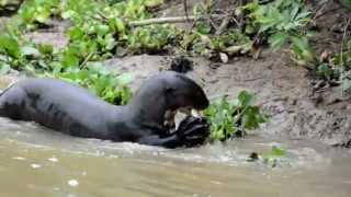 Giant Otter Pteronura brasiliensis 2 [upl. by Deedee]