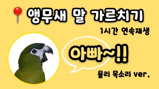 아빠❤앵무새 말 가르치기 1시간 연속재생  한스마카우 율리 목소리 ver [upl. by Hallam]