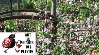 Conseils jardinage Phlomis tuberosa Taille et entretien Plante vivace [upl. by Nairret323]