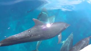 Spinner Dolphins Stenella longirostris [upl. by Alema]