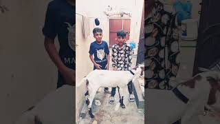 Bakra lade badho badhi🤣😂 [upl. by Adnerak]