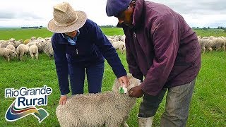 Prolificidade em ovinos mais produção de cordeiros 2  Rio Grande Rural [upl. by Lyrrehs]