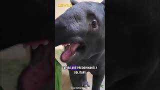 Tapir  charismatic and mysterious creature shorts shortsfeed animals [upl. by Kragh]