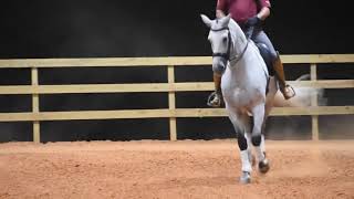 TANGO  2015 Azteca PRE x QH PSG Dressage Gelding [upl. by Gaudette556]