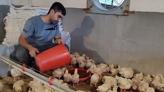 Feeding chickensraising broilers🤩🤩 [upl. by Ruelu]