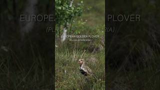 European golden plovergoldenplover bird birdy lithuania wildlife wildlifevideography [upl. by Monro]