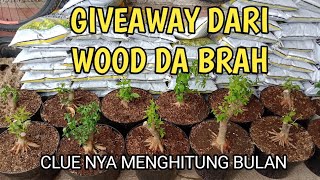 GIVEAWAY BAHAN BONSAI ANTING PUTRI MAME SMALL PROGRAM AKARNDari WOOD DA BRAH [upl. by Platt750]