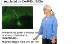 Sharon Long Stanford Part 2 Function and regulation of Sinorhizobium nodulation genes [upl. by Atwater602]