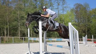 Tägliches Training der springbetonten Hengste in Moritzburg [upl. by Marozik]