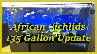 Update on the 135 G African Cichlid tank COLORFUL FULLGROWN MALES [upl. by Veedis]